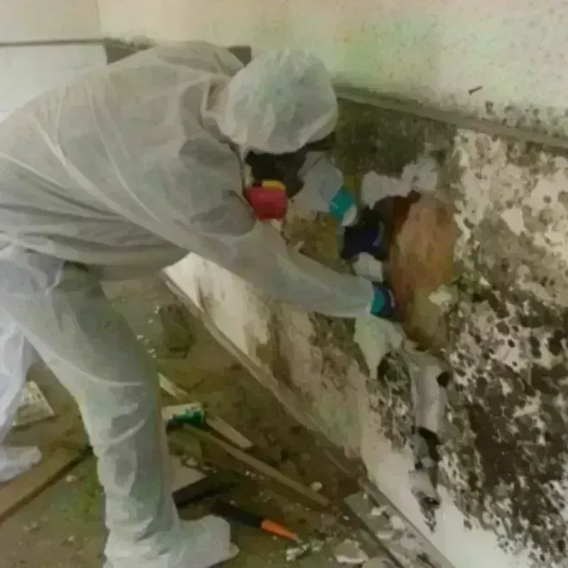 Mold Remediation and Removal in Bunker Hill, OR